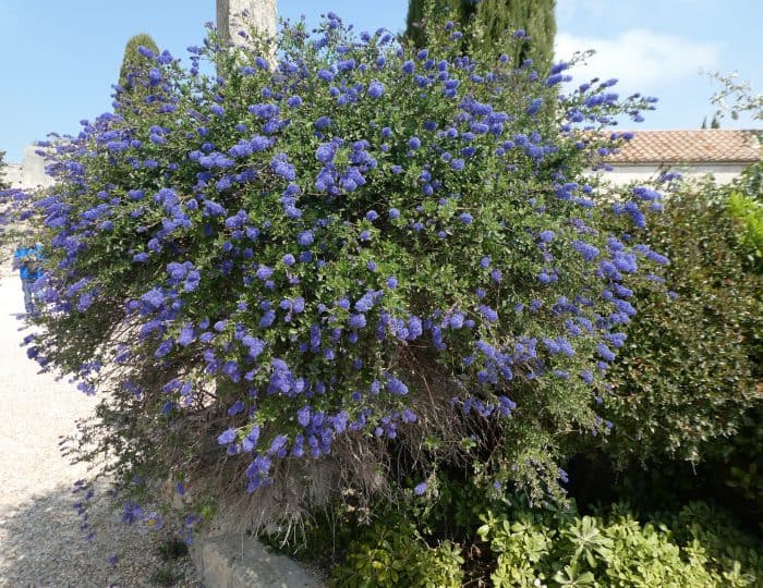 Blaublühender Busch 1