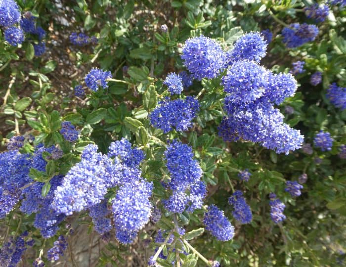 Blaublühender Busch 2