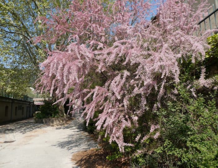Fontaine-de-Vaucluse 5