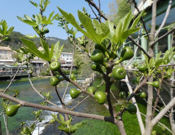 Fontaine-de-Vaucluse Feigen