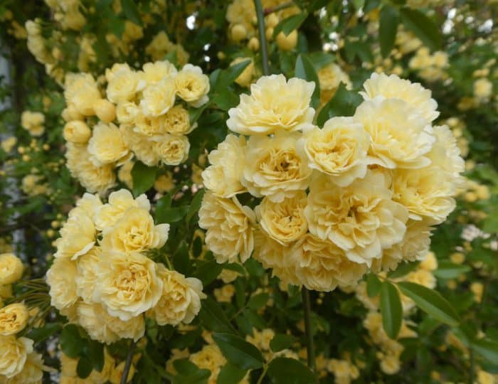 Valréas gelbe Blüte