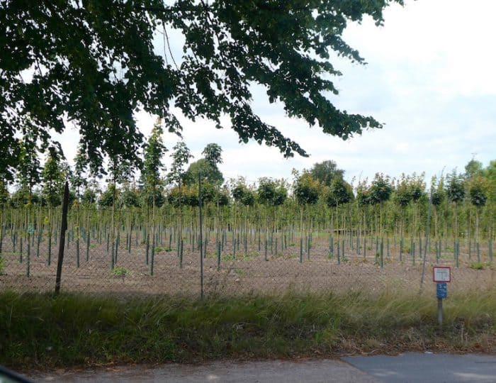 Baumschule2