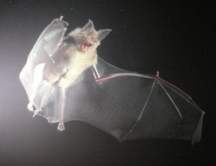 Fledermaus1