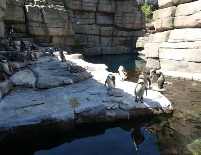 Hagenbeck11