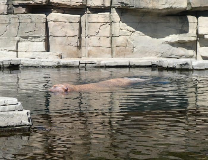 Hagenbeck12