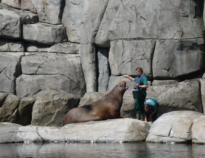 Hagenbeck13