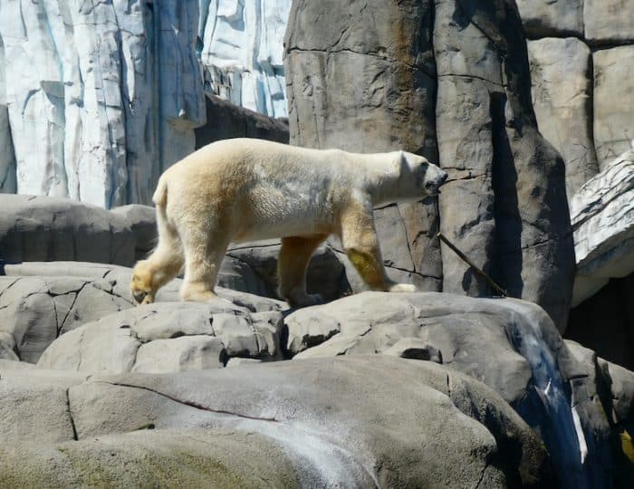 Hagenbeck15