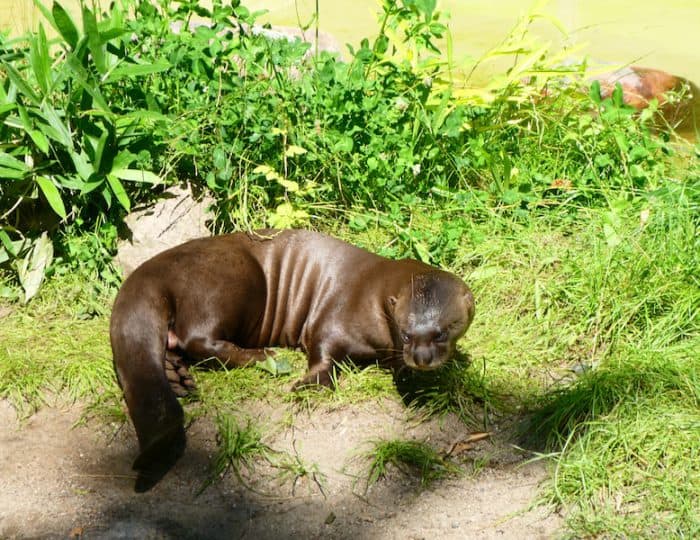 Hagenbeck4