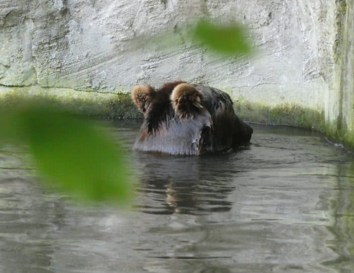 Hagenbeck8