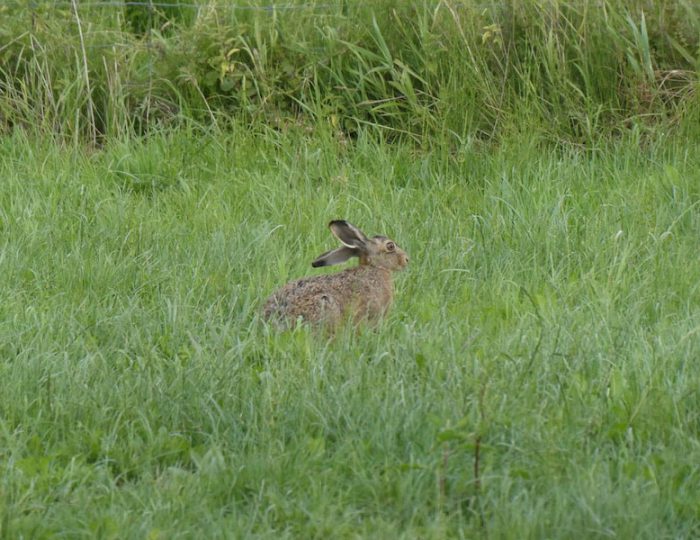 Hase2