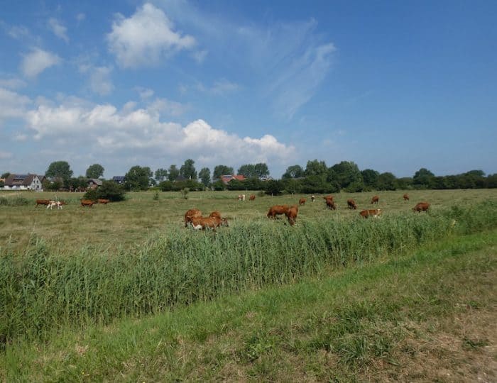 SpaziergangaufdemDeich2