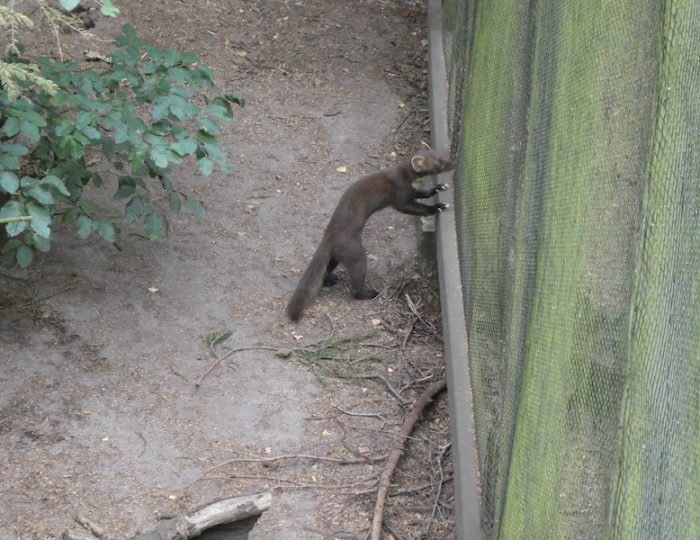 Tierpark2