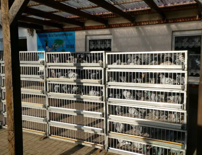 Brieftauben1