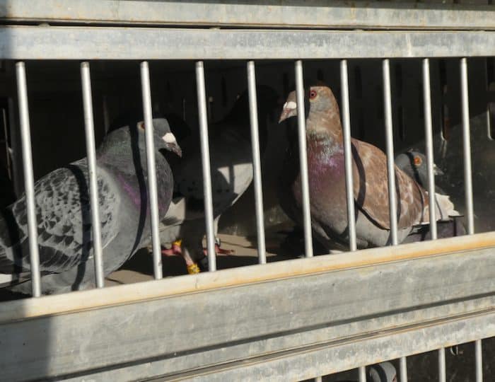 Brieftauben3
