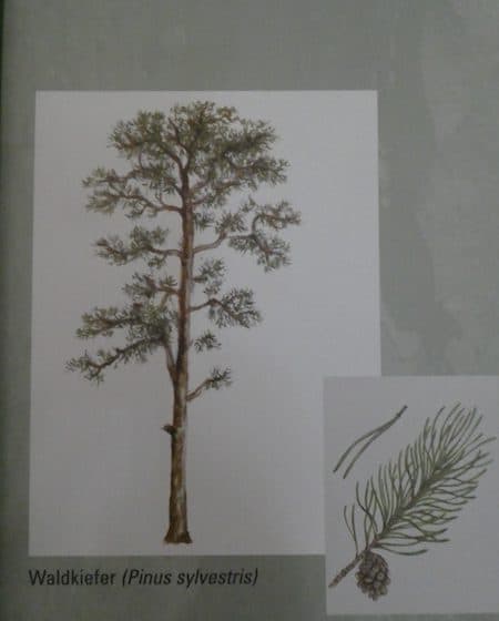 Kiefern1