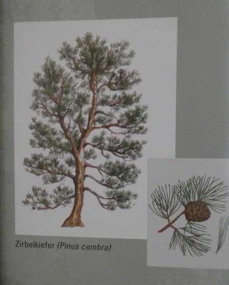 Kiefern6