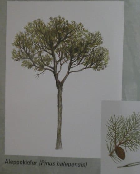 Kiefern7