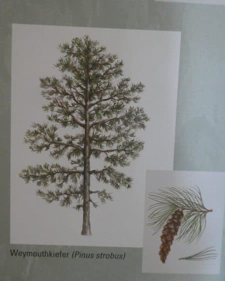 Kiefern8