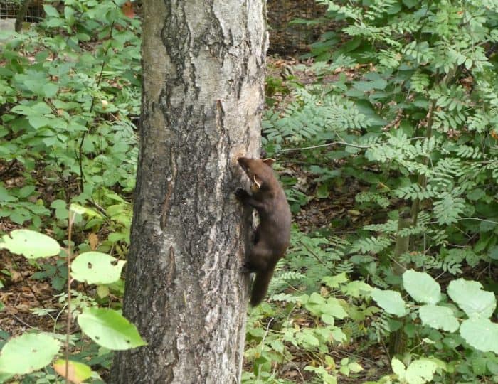 Baummarder2