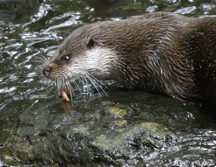 Gebirgefischotter4