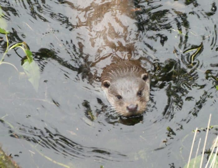 Teichfischotter4
