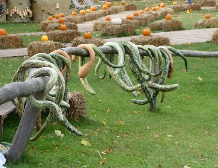 Kürbisausstellung29