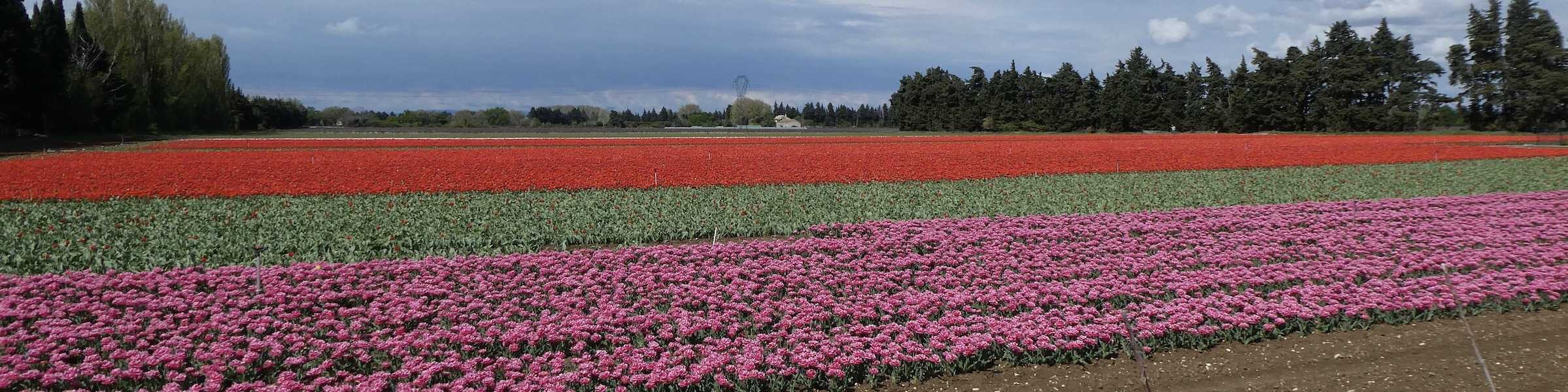 Blumenfelder-in-der-Rhône-Ebene-Frankreich