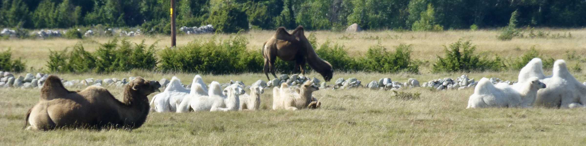 Kamele-in-Schweden-Ja-auf-der-Insel-Öland-bei-Byxelkrog